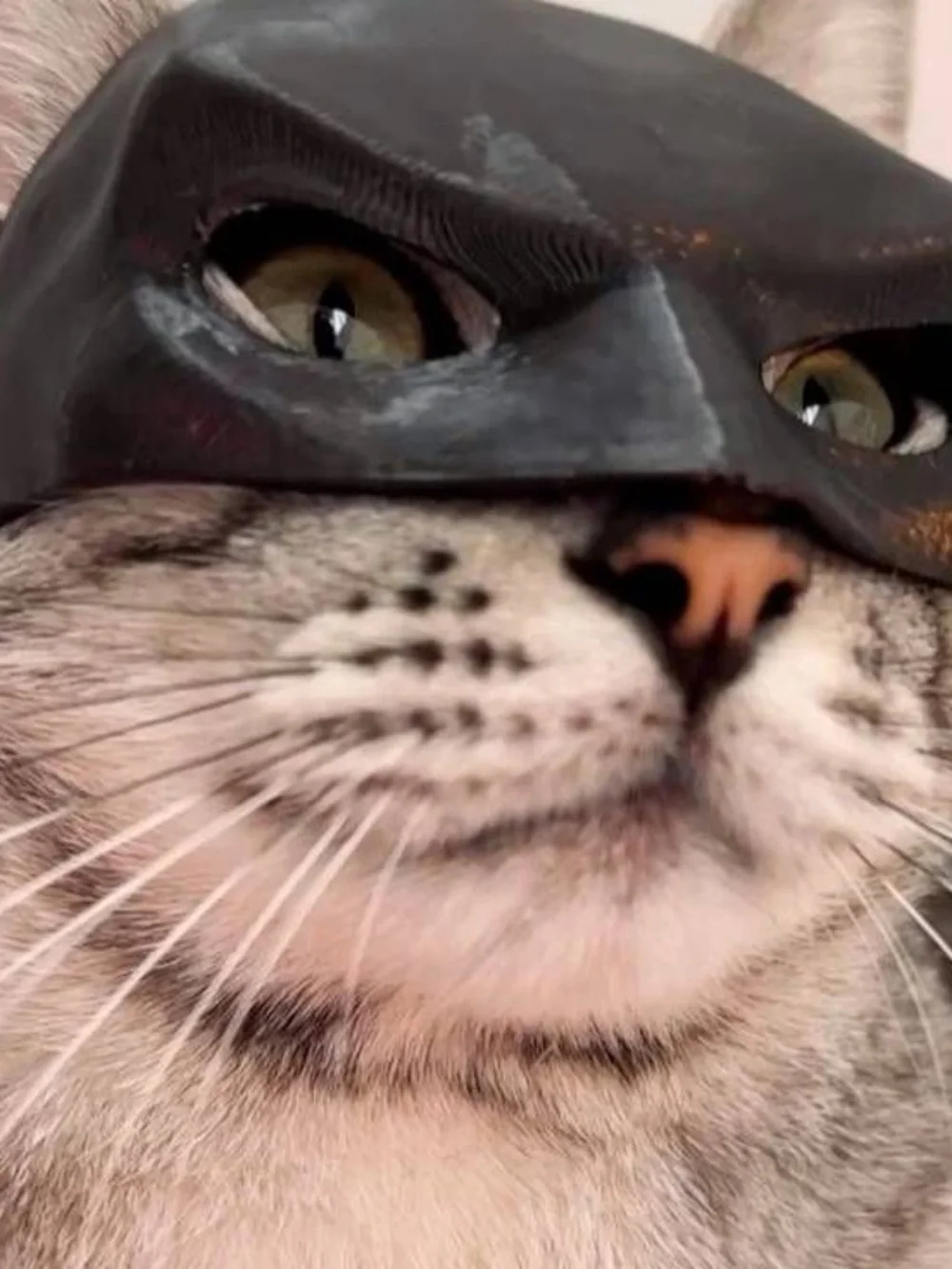 Batman Cat Mask for Cats - Pet Costume Accessory